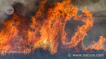 Indigenous knowledge reveals history of fire-prone California forest - Nature.com