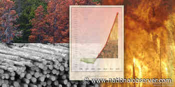 Canada's accelerating forest carbon crisis | Canada's National Observer: News & Analysis - Canada's National Observer