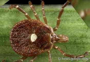 Connecticut reports year’s first fatality, second case of Powassan virus due to tick bite - Fox News