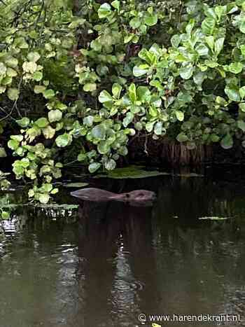 Bever gespot in Oosterpolder bij Oosterhaar - Haren de Krant - Haren de Krant