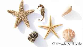 Vorsicht bei diesen Souvenirs aus dem Urlaub - sie sind illegal