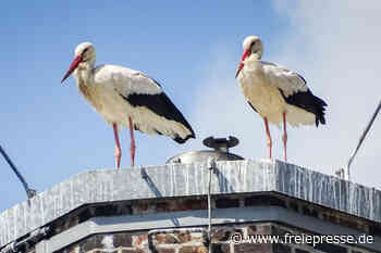 Störche in Hainichen bislang ohne Glück - freiepresse.de