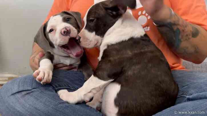 APA! asks for fosters, adopters ahead of weekend heat