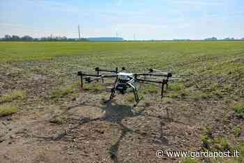 Sul Garda si sperimenta il drone nei trattamenti contro la mosca dell'olivo - gardapost