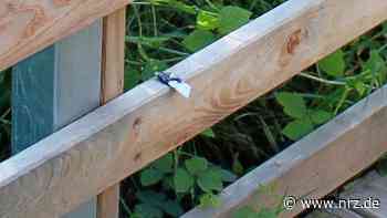 Rees: Erneutes Feuer an Steg am Reeser Meer in Haffen - NRZ News