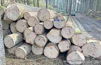 Indiziensuche im Forst - donaukurier.de