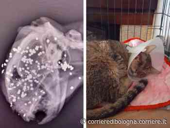 Modena, gatto con i pallini da caccia nel cranio: «Gli hanno sparato, rimarrà cieco» - Corriere della Sera