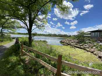 Wild nature at your doorstep: Marine Park Nature Trail provides easy getaway just a few minutes from home - Brooklyn Daily Eagle