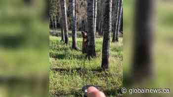 Saskatchewan photographer encounters bear on Waskesiu Lake Trail - Global News