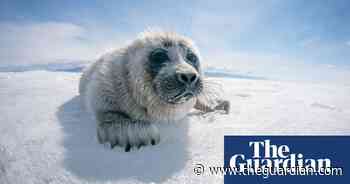 Icy determination: on the trail of the Baikal seal – a photo essay - The Guardian
