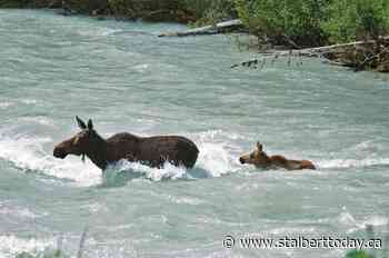 Mama moose protecting calves forces trail closure - St. Albert TODAY
