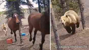 Trail camera catches wild horses running from grizzly bear | CTV News - CTV News Calgary