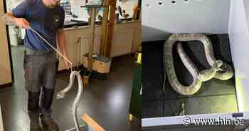 Vermiste slang duikt na half jaar op in badkuip onderbuur - Het Laatste Nieuws