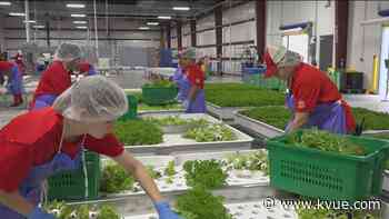 Some farms use robots, some use animals but they all solve problems with individual solutions - KVUE.com