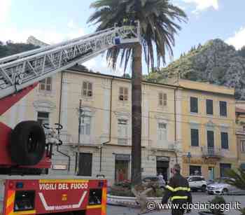 Forti raffiche di vento: caduto il ramo di una palma. Vigili del fuoco sul posto - ciociariaoggi.it