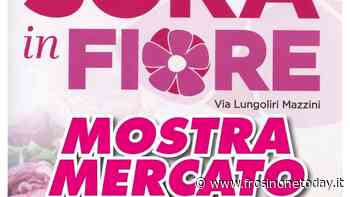 Sora in fiore - FrosinoneToday