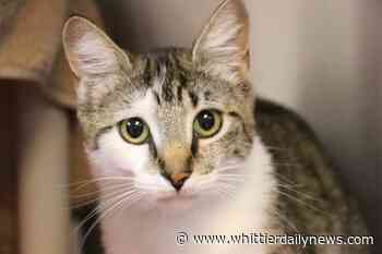 Meet Milton, Junebug, Jasper & Maggie, this week’s Pets of the Week in San Gabriel Valley/Whittier - The Whittier Daily News