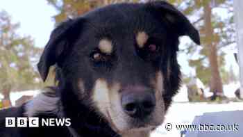 Lost dog? How nose prints could help pet and owner reunite