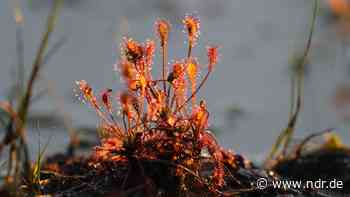 Landkreis Cuxhaven: NABU will Hochmoor wiederherstellen - NDR.de
