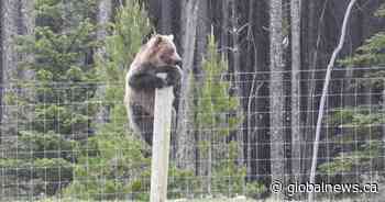 Female grizzly bear killed in Yoho National Park near Alberta-BC border