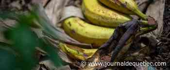 Plus de 800 kilos de cocaïne découverts dans des caisses de bananes en République tchèque