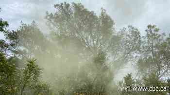 Why an explosion of pollen is driving allergies bonkers this spring