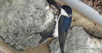 Ardooie wil nieuw overstromingsgebied uitbouwen tot thuishaven van huiszwaluwen - Het Laatste Nieuws