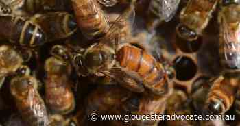 Bees taking the sting out of life - Gloucester Advocate