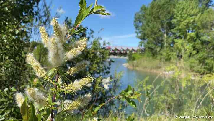 Calgarians with allergies noticing more severe symptoms as pollen levels increase