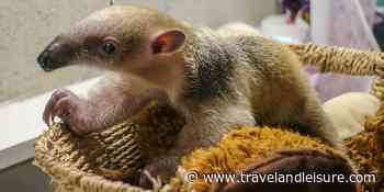 Rhode Island Zoo's Newborn Tamandua Is a Weirdly Adorable, Long-nosed Wonder — See the Photos - Travel + Leisure