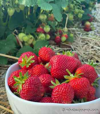'Six Picks' best strawberry picking in Rhode Island 2022 - What'sUpNewp