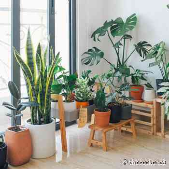How to Create Your Indoor Garden - The Seeker Newsmagazine Cornwall - The Seeker