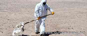 Grippe aviaire aux Îles-de-la-Madeleine: première ronde de ramassage des oiseaux morts complétée