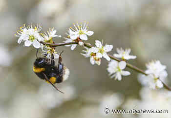 How a California court defied logic to determine that bees are fish