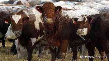 Ranchers' group opposes Health Canada's 'vilification' of ground beef