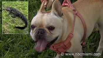 Plantation Woman Fights Off Gator After Finding Pet Dog in Its Mouth