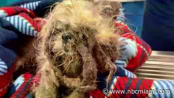 Police Searching for Person Behind Horrific Animal Abuse in Boca Raton