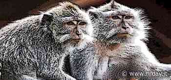 Monkeypox, Oms: "No alla vaccinazione di massa, in arrivo linee guida" - RIFday