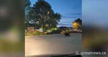 Bear dodges pedestrians, cars in a dash through Kelowna, B.C. - Global News