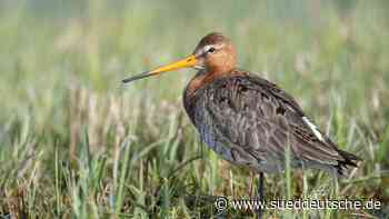 Tiere - Hilpoltstein - Sender sollen bedrohte Uferschnepfe vor Mähtod schützen - Bayern - Süddeutsche Zeitung - SZ.de