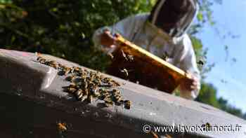 Libercourt: un salon pour sensibiliser à l'importance du rôle des abeilles - La Voix du Nord