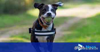 Barrhead woman Lorraine Ferguson receives 30-year ban for neglecting elderly dog Tye covered in painful tumours - STV News