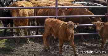 Ranchers’ group pushes back against Health Canada’s ‘vilification’ of beef