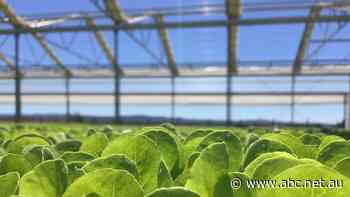 Tip of the iceberg: Will rising grocery costs dent house prices?