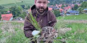 Wie Jäger im Kreis Hildesheim Rehkitze vor dem Mähtod retten - www.hildesheimer-allgemeine.de