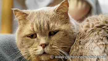 Tierheim Peine: Kater-Duo Igor und Maxi will zusammenbleiben - Peiner Nachrichten