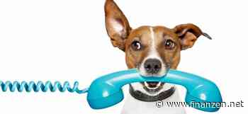 Wann darf der Hund mit ins Büro? Das gilt es zu beachten