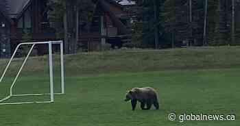RCMP say brief lockdown at Canmore school prompted by grizzly bear