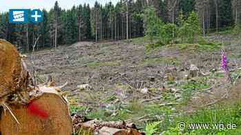 Hilchenbach: Im neuen Wald muss mehr Wild geschossen werden - WP News