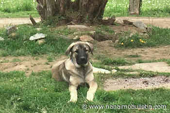 ‘Worst condition I’ve ever seen:’ Dog rescued in the Shuswap earns Miracle name